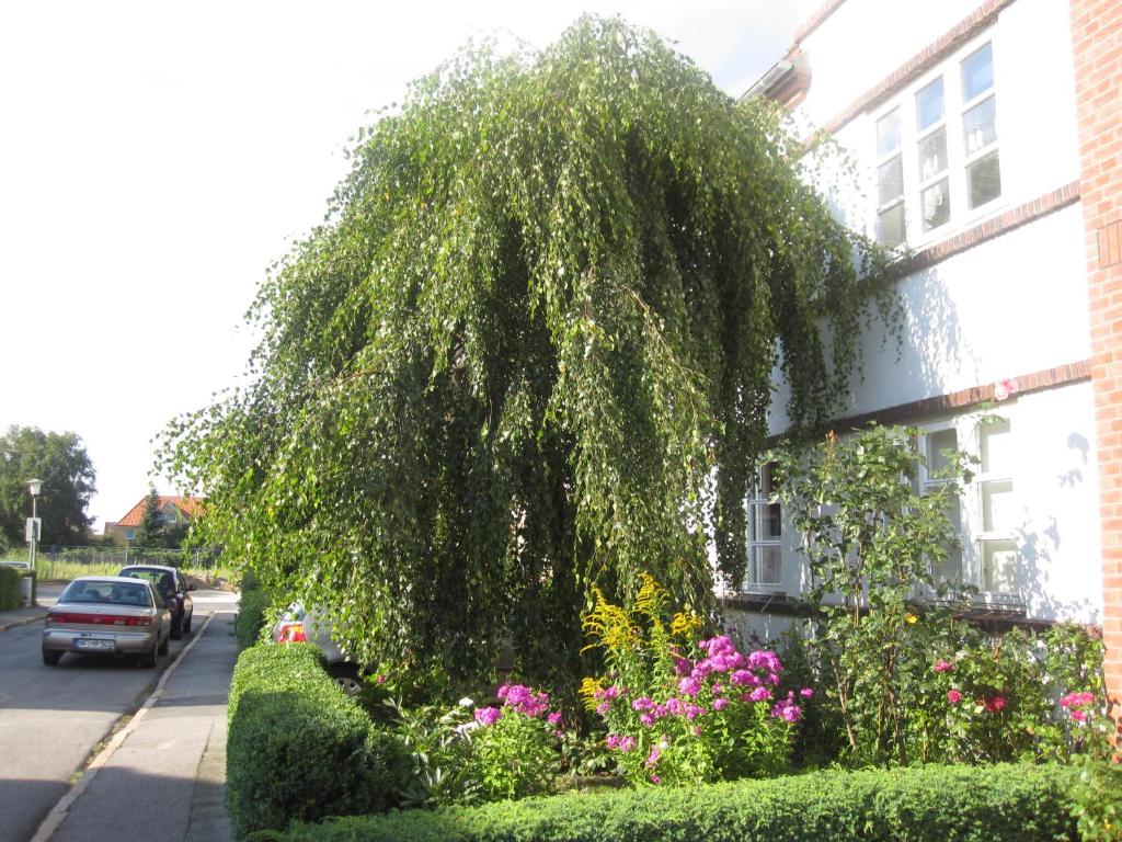 a weeping willow tree in front of a house at Ferienwohnungen Hebbel in Husum