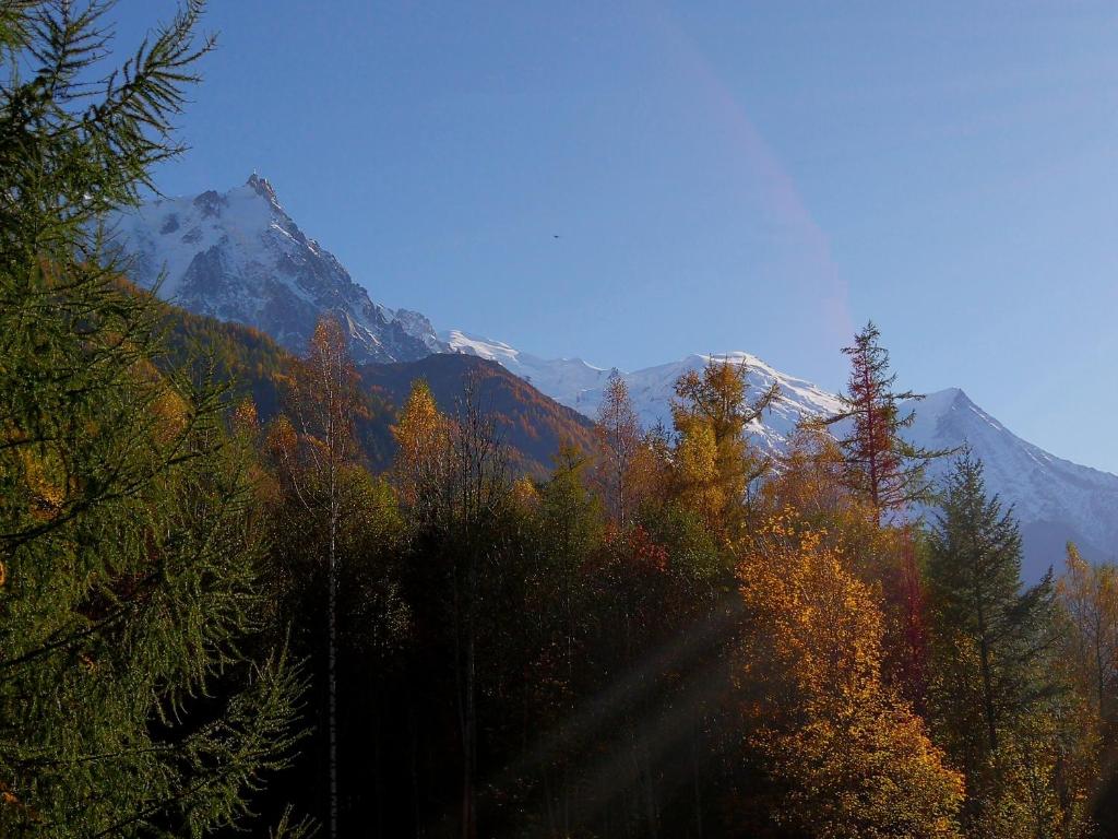 a forest of trees with a mountain in the background at La Cabane in Chamonix