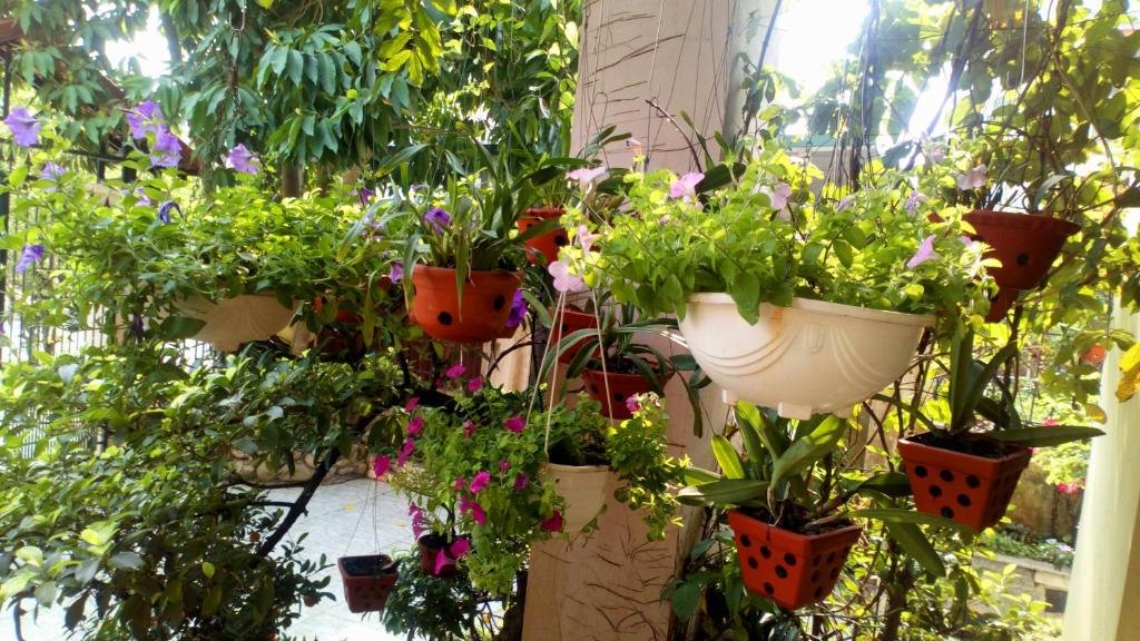 Hạ Long Lily Homestay - 13