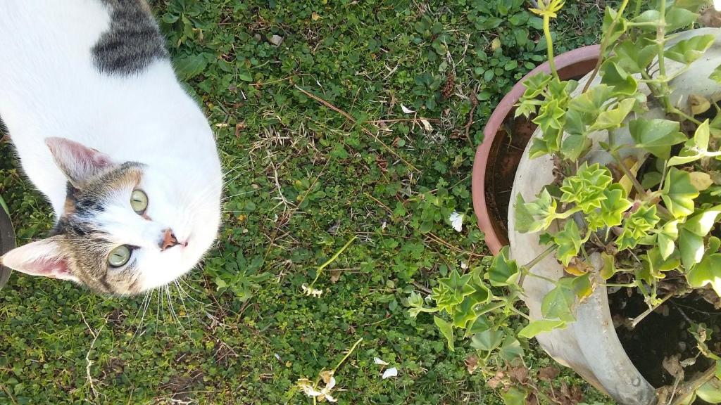 Domácí mazlíčci ubytovaní s hosty v ubytování B&B L'Albero Di Antonia