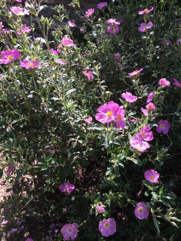 Jardin de l&#39;&eacute;tablissement Le Mazet Des Joncs en Provence