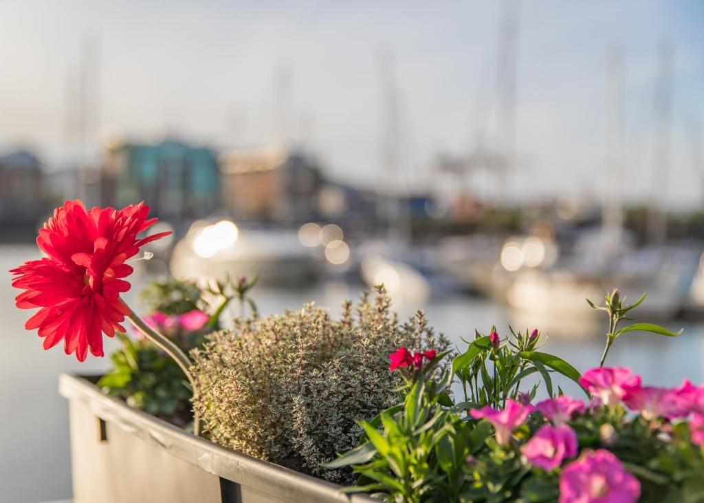 a red flower in a pot on a balcony at Barge At Titanic in Belfast