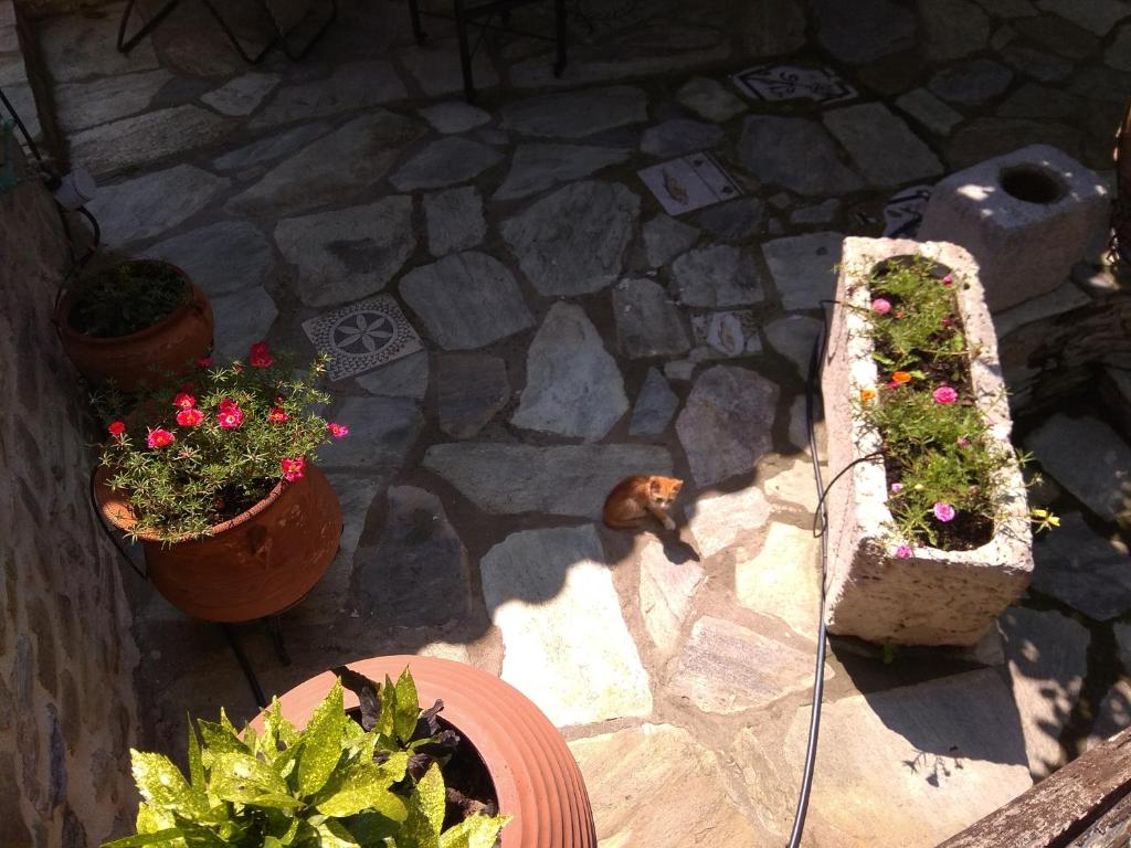 Zdjęcie z galerii obiektu Pelion Zervochia w mieście Afissos