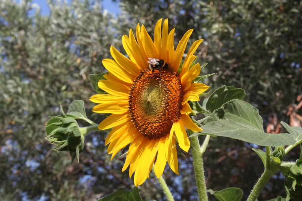 Un'ape è seduta su un girasole di Sunflower a Spalato (Split)