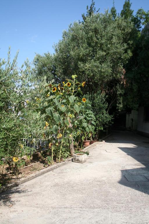 Fotografie z fotogalerie ubytování Sunflower ve Splitu