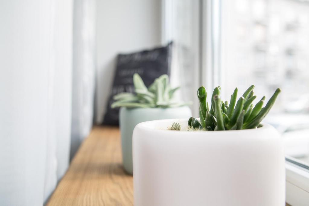 The Central Spot - Departamento