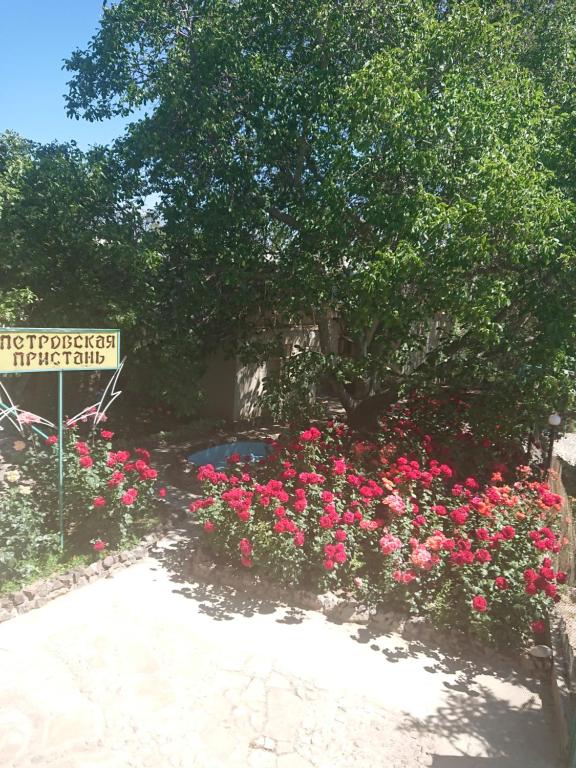 Un árbol con flores rosas junto a un cartel en Petrovskaya Pristan, en Cholpon-Ata