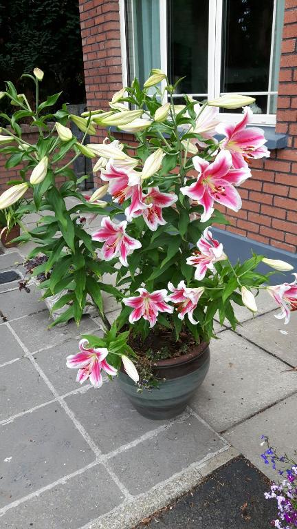 Zahrada ubytování Scapaflow B&B