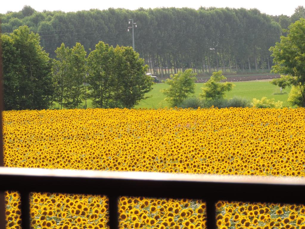 a view of a field of sunflowers at B&B I Prati di Varmo in Romans di Varmo