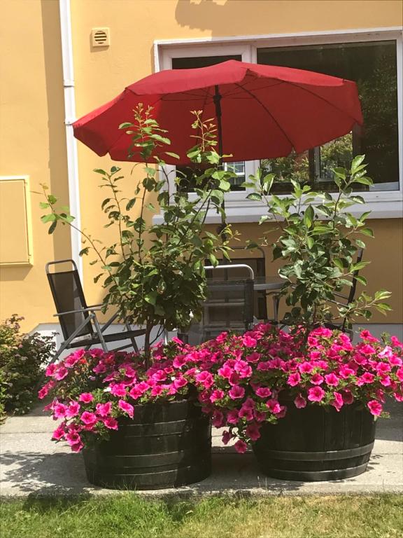 Zahrada ubytování Liosderrig House B&B