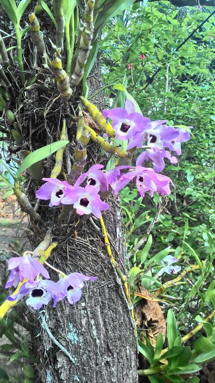  Chalé Rancho Aratama