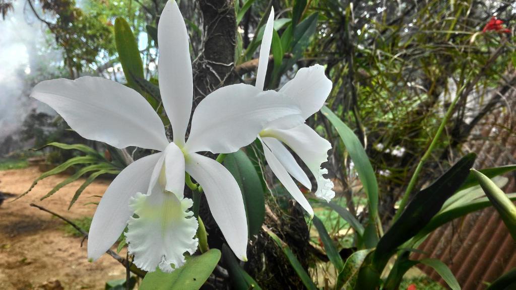  Chalé Rancho Aratama