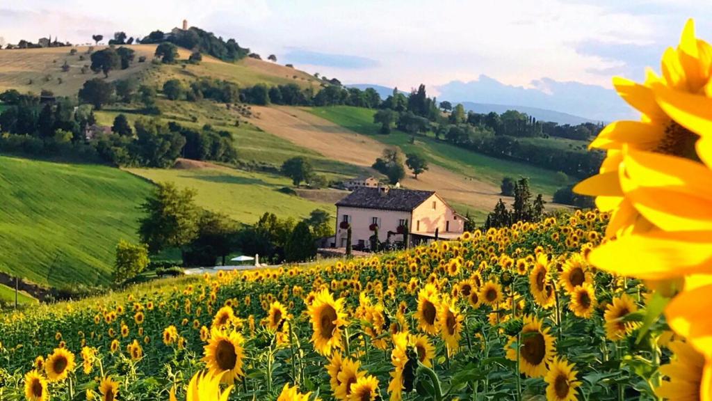 a field of sunflowers with a house in the background at Casale delle Rondini in Tolentino