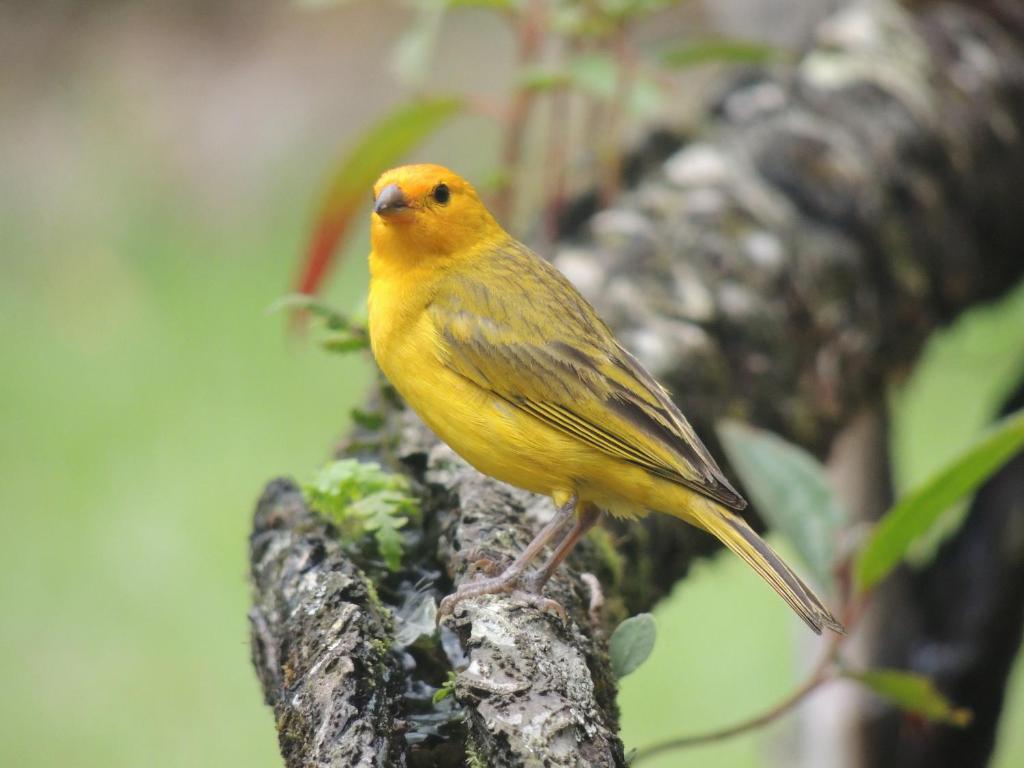  Pousada Sitio da Serra