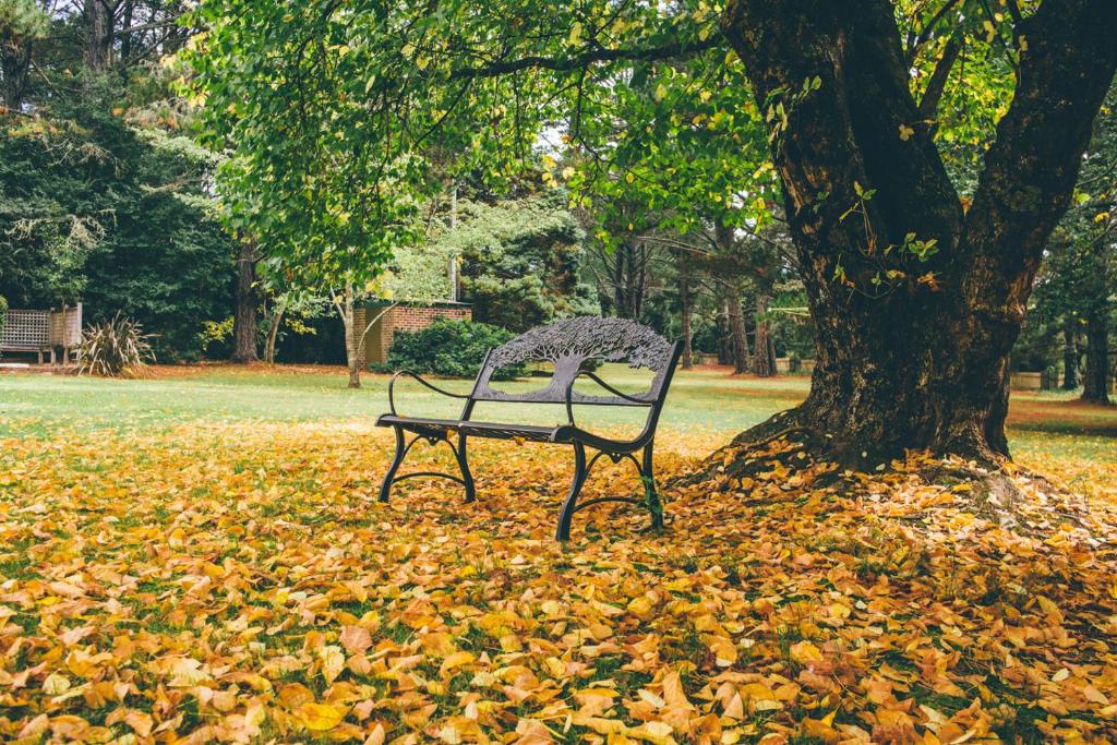 un banco del parque sentado en hojas junto a un árbol en Federation Gardens & Possums Hideaway, en Blackheath