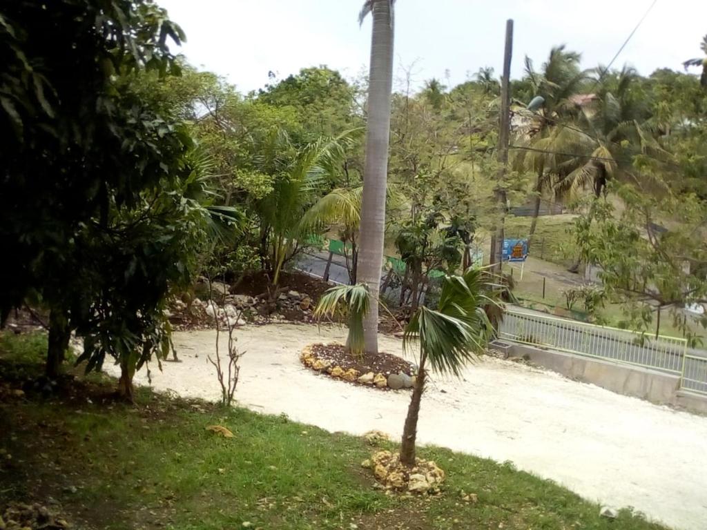 uma palmeira sentada em cima de uma praia arenosa em Villa Les Violettes em Morne-à-lʼEau