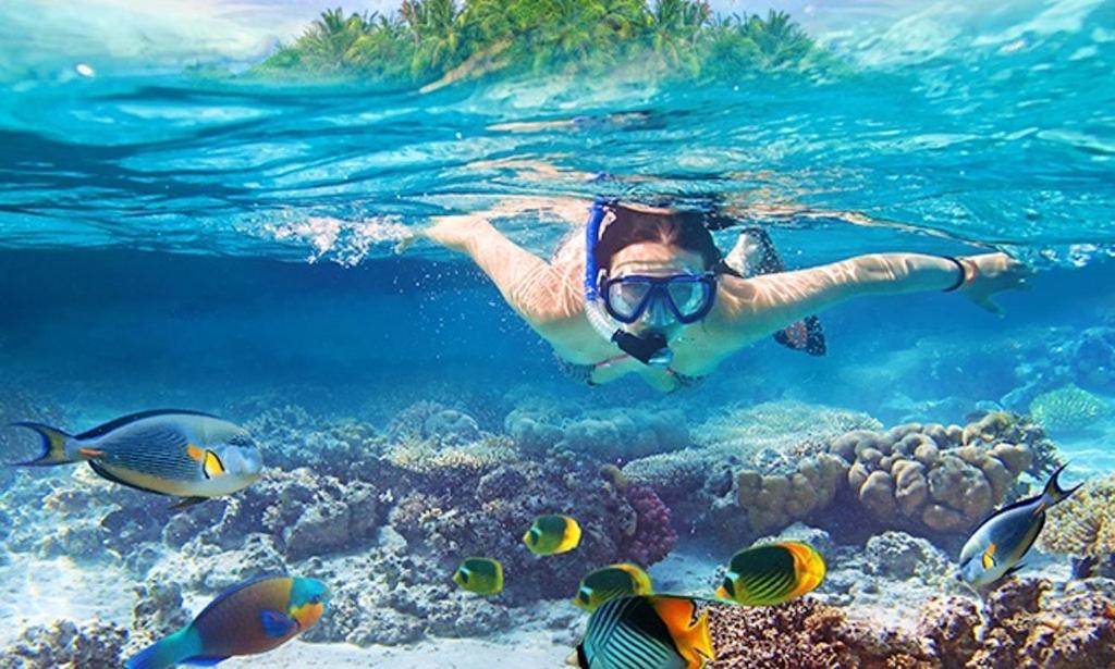 a person swimming in the ocean with fish at Eilat-Inn Suites in Eilat