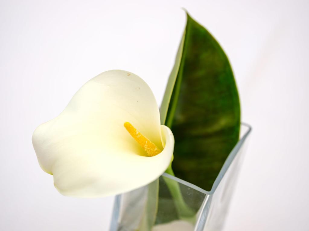 a white flower sitting in a glass vase at Hotel Ciutat Jardi in Palma de Mallorca
