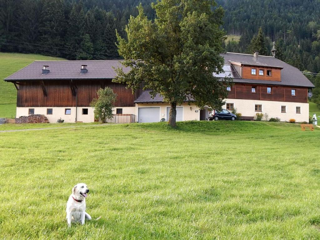 a dog sitting in a field in front of a house at Kiblerhof in Russbach am Pass Gschütt