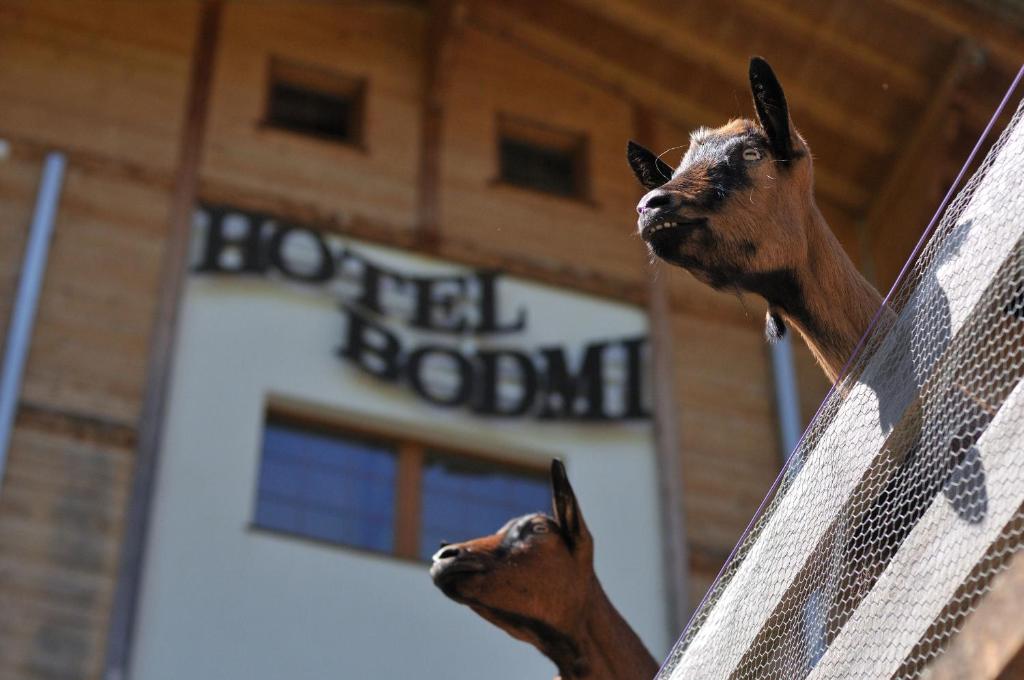 Domácí mazlíčci ubytovaní s hosty v ubytování Hotel Bodmi