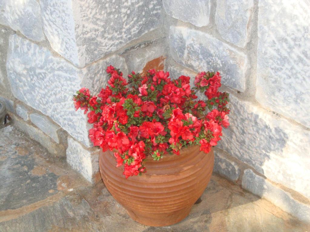 Fotografie z fotogalerie ubytování Kafiona Guesthouse v destinaci Pirgos Dhirou
