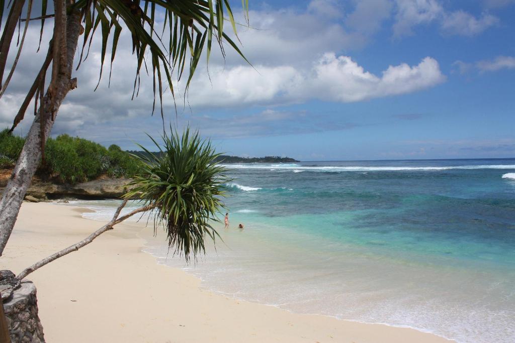 a beach with a palm tree and the ocean at Dream Beach Huts in Nusa Lembongan