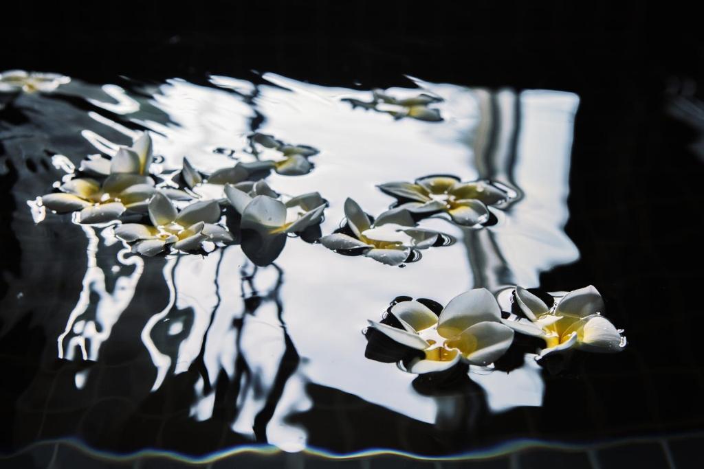 a bunch of flowers floating in a pool of water at 墾丁 住在Zhuzai in Checheng