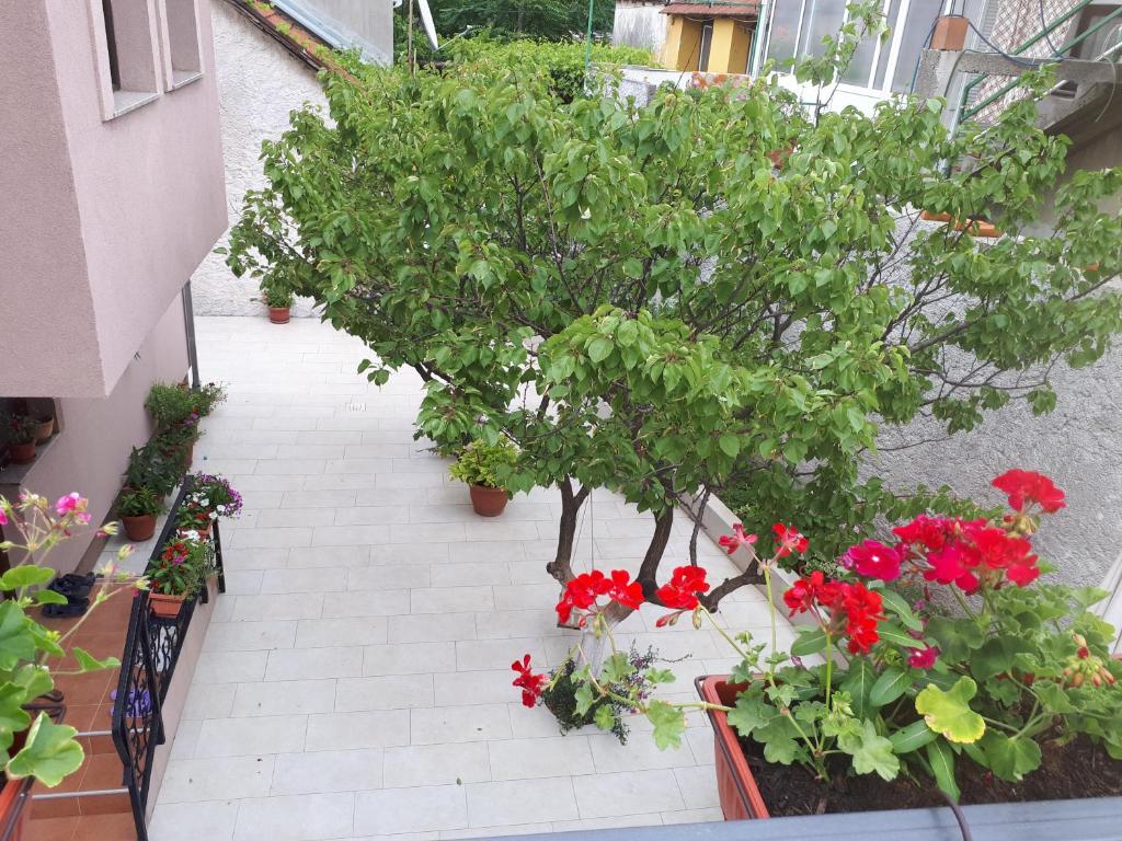 Zahrada ubytování Hostel Bojo