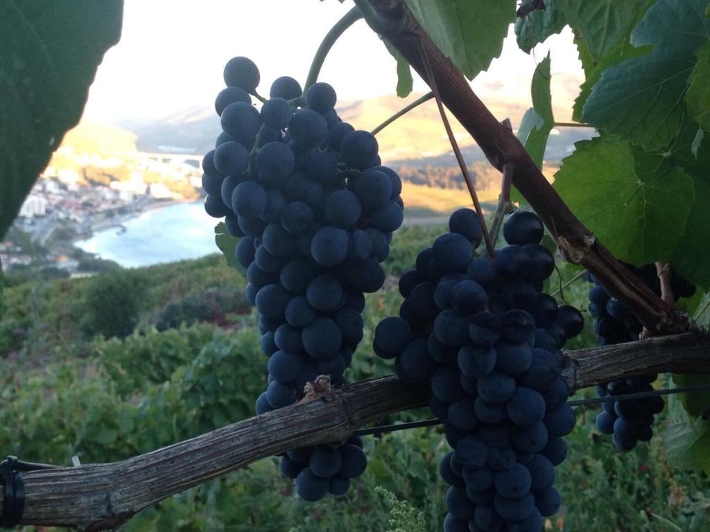 Quinta Pecêga - AL - 7