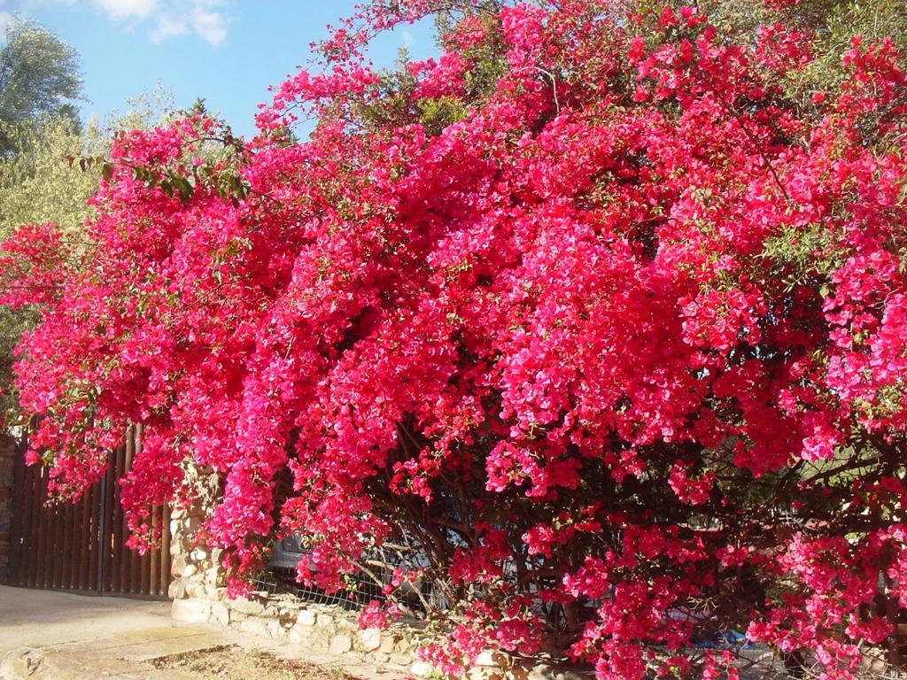 a large bush of pink flowers on a fence at Villetta a 300mt dal mare Cala Sinzias in Cala Sinzias
