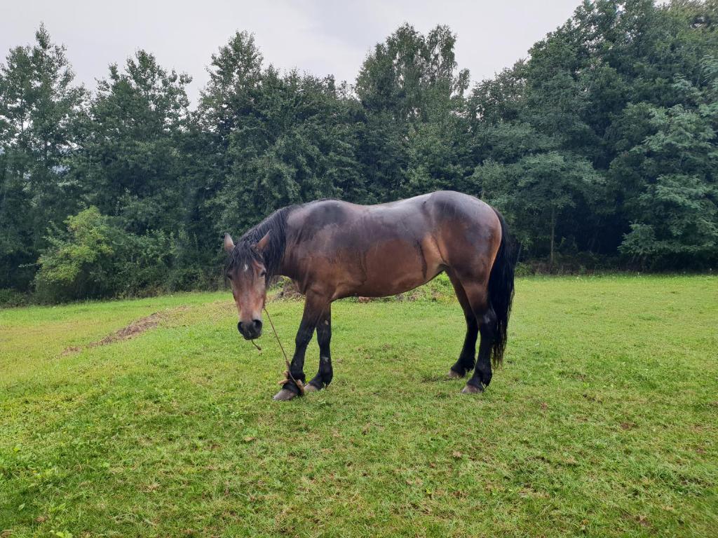 Zvířata v rezortu nebo okolí