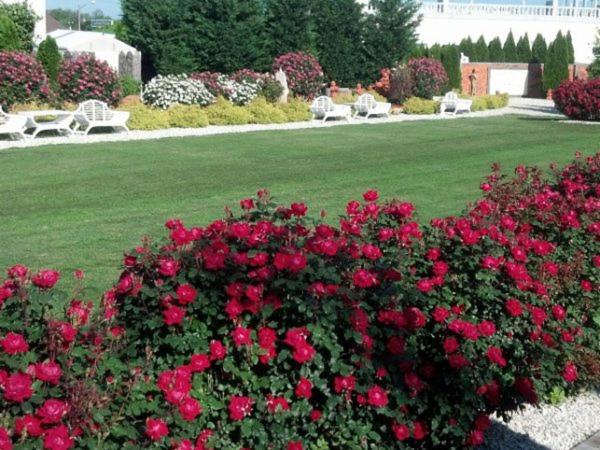 a bush of red roses in a garden with benches at dover garden suites in Dover