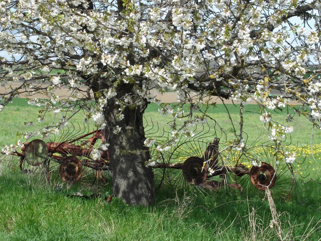 シャテル・ギヨンにあるLa Roche Pérégrineの畑に白い花を咲かせた木