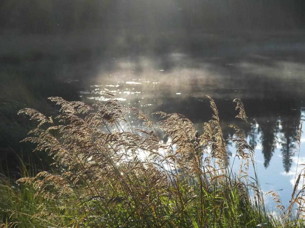a field of tall grass next to a body of water at Schott's Lake Conference & Resort in Sundre