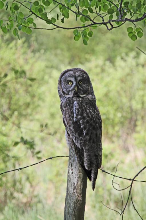 an owl sitting on top of a tree branch at Schott's Lake Conference & Resort in Sundre
