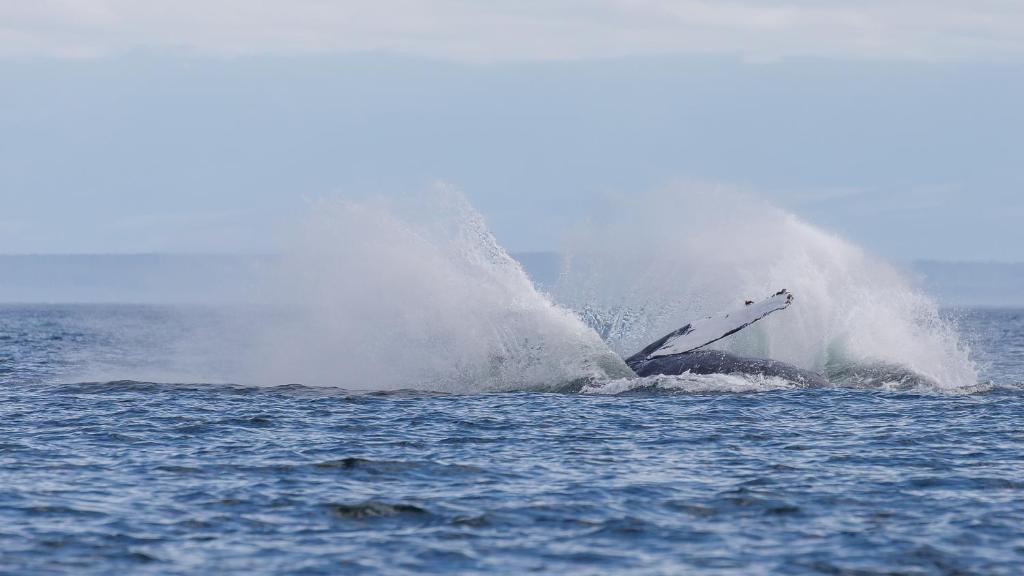 a dolphin is in the water with a splash at Money Pennies Bed and Breakfast in Campbell River