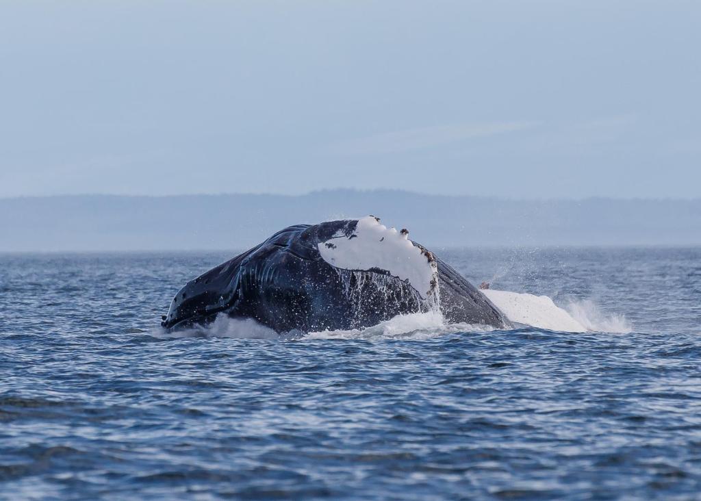 a humpback whale sticking its head out of the water at Money Pennies Bed and Breakfast in Campbell River
