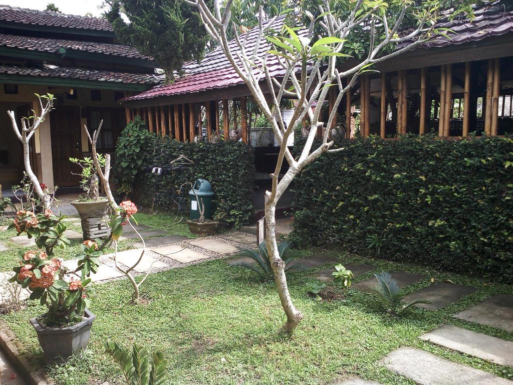 a small tree in the yard of a house at Rumah Daun Homestay Tetebatu in Tetebatu