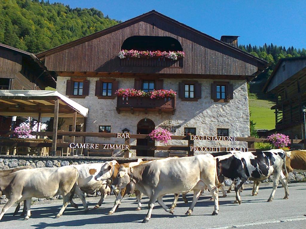 Zvířata v bed and breakfast nebo okolí