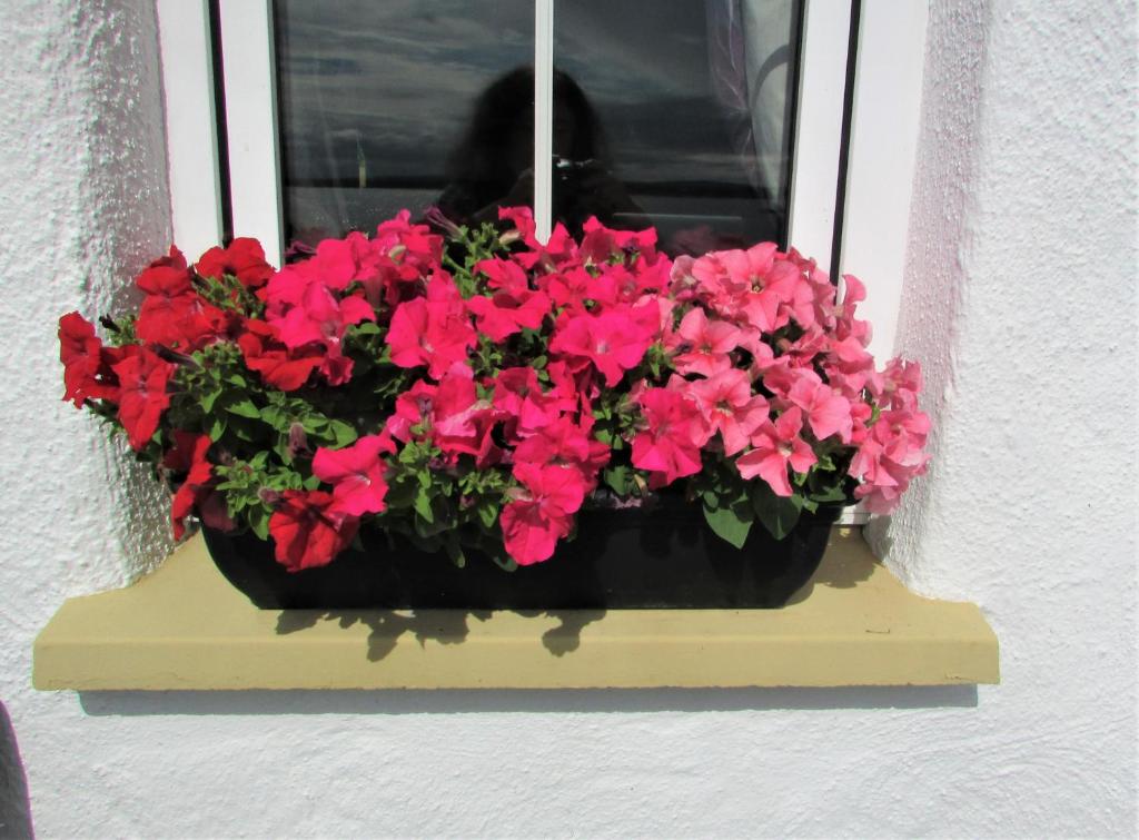 Fotografie z fotogalerie ubytování Breacan Cottage B&B v destinaci Kinvara