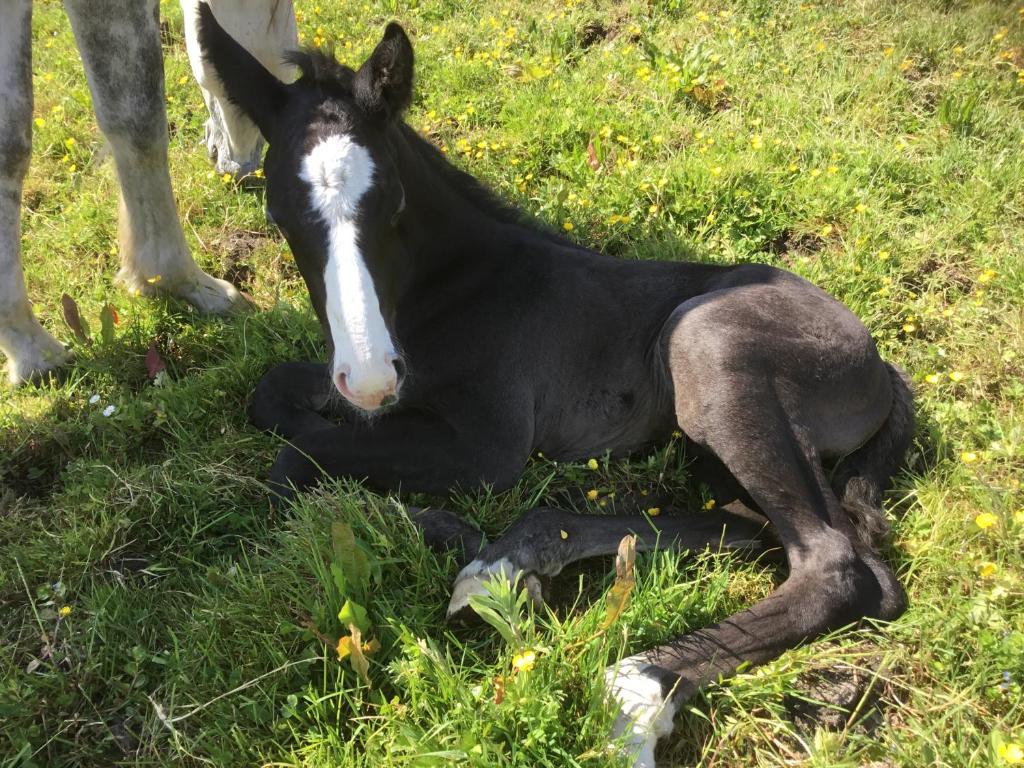 ドンベッグにあるDromelihy House Studの草に横たわる白黒馬