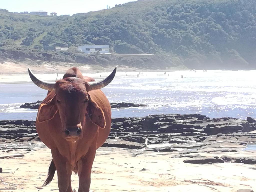 a brown cow standing on a beach near the water at five fishes coffeebay in Coffee Bay
