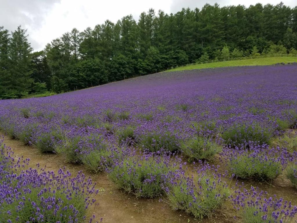 Furano Mount Villa photo