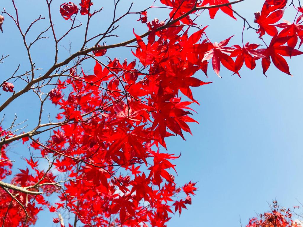 Fotografie z fotogalerie ubytování NARA japanese garden villa v destinaci Nara