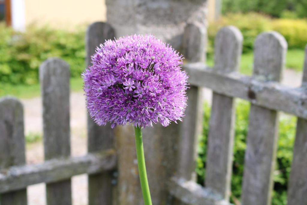una flor púrpura delante de una valla en Urlaub am Zechnerhof, en Straßburg in Kärnten