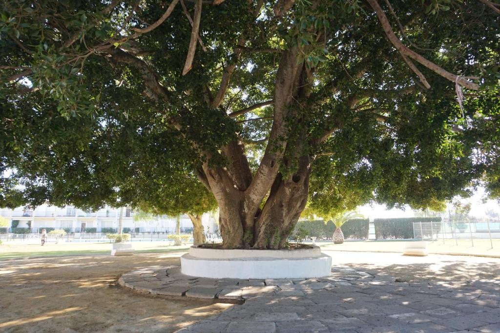 Fotografie z fotogalerie ubytování Villa Horacia v destinaci Sanlúcar de Barrameda