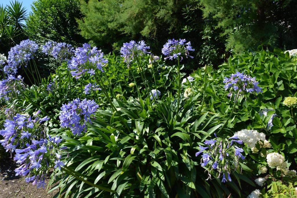 a bunch of purple flowers in a garden at Villa Argi Eder in Saint-Jean-de-Luz