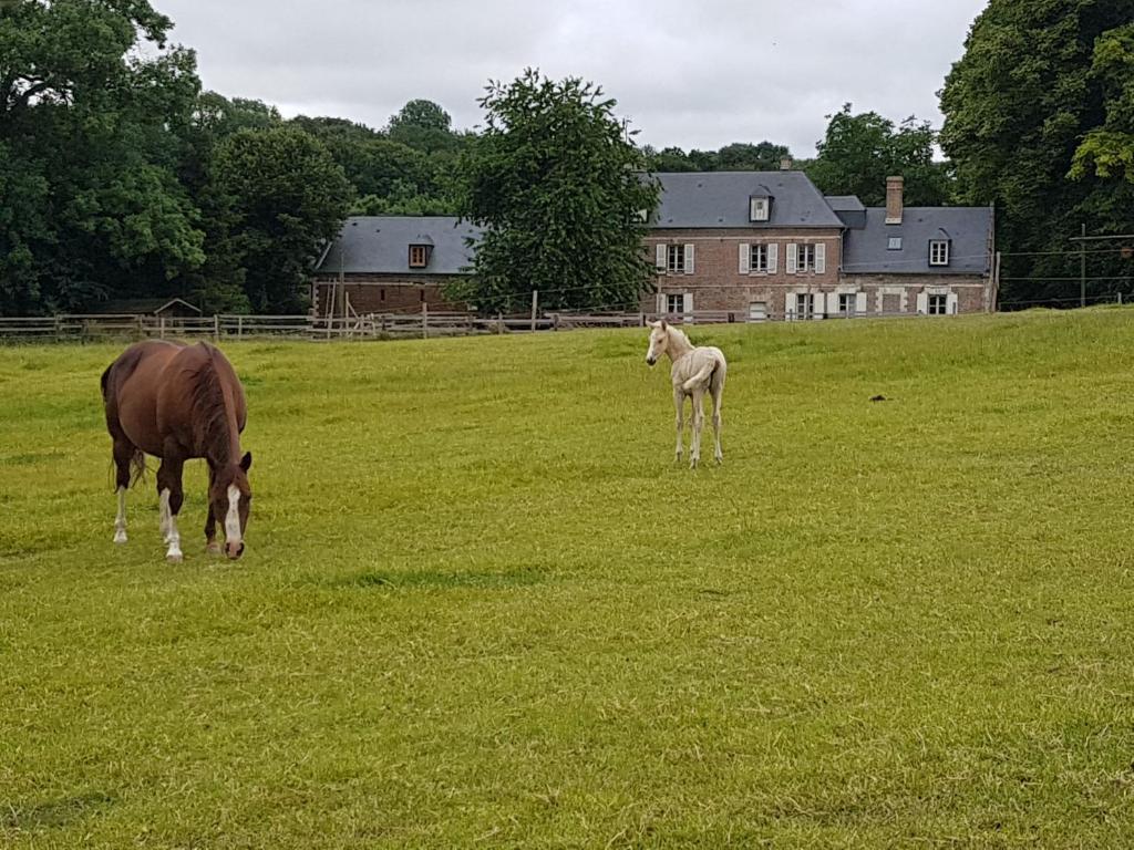 d'un cheval et d'un bébé qui paissent dans un champ dans l'établissement La Tilia, à Saint-Riquier