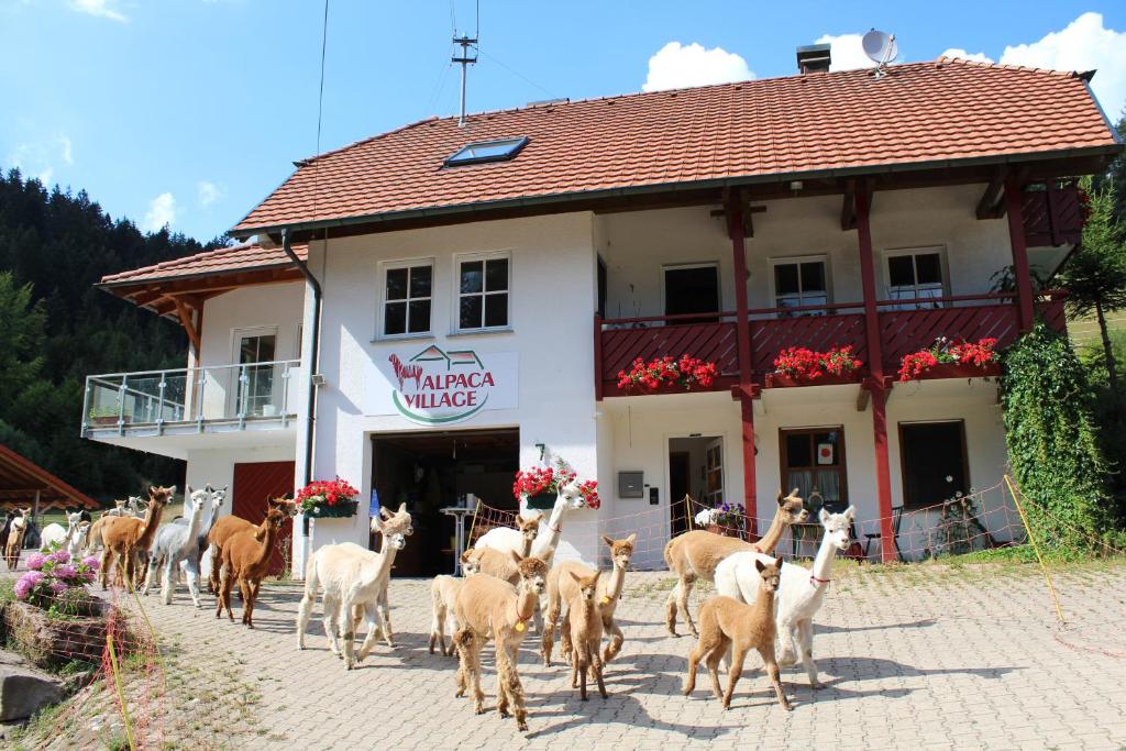 een kudde geiten die voor een gebouw lopen bij Alpaca-Village in Lauterbach