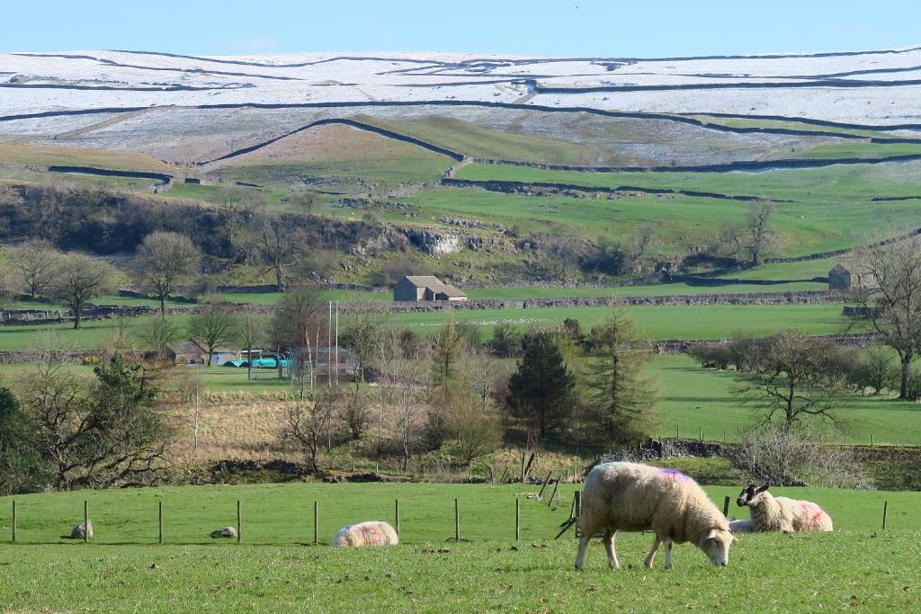 grupa owiec wypasających się na polu w obiekcie Farfield w mieście Threshfield